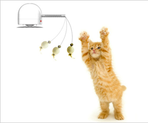 Frolicat Twitch